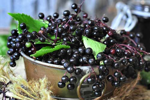 Village Craft Winemaker in Calgary carries elderberry additives to customize your Wine Kit!